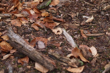 forest floor