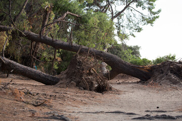 Beach after tornado storm, fallen trees and destroyed nature after hurricane
