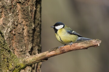 Parus major aka great tit perched on the tree branch. Common bird in Czech republic. Isolated on blurred background. 