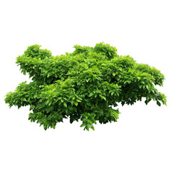 Fototapeta premium lush green bush isolated on transparent background