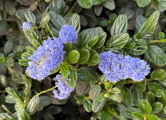Victoria California Lilac, Ceanothus thyrsiflorus 'Victoria'