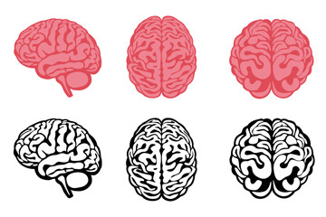 set Brain organ  isolated on white background. Vector eps 10