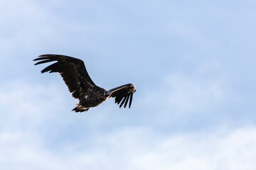 A griffon vulture soaring gracefully through the sky in Monfragüe, Extremadura, Spain, capturing the bird's majestic wingspan and natural beauty
