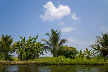 Obraz premium The countryside around the backwaters in Alappuzha in Asia, India, Kerala, Alleppey, in summer, on a sunny day.