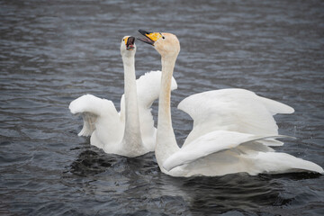 screaming swans