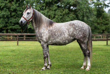 Conformation shot of a Barb horse