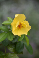 Wild Yellow Rose Blossom in the Summer