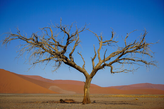Almost symmetrical dead tree at the foot of red dunes, Sossusvlei, Namibia