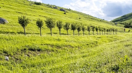 Fototapeta premium A neat row of small trees stands on a grassy hill, showcasing vibrant greenery under natural light, representing new growth and hope