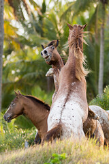 Appaloosa horses on a tropical beachAppaloosa young stallions playing on a tropical beach