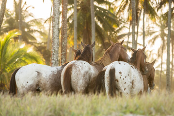 Appaloosa horses on a tropical beach