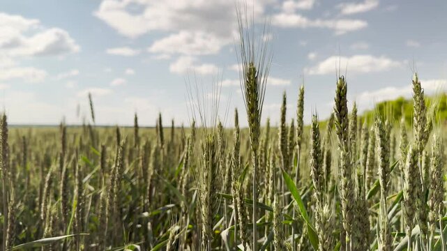 wheat agriculture field, rural farming land, crop yield harvest, farmland wheat growth, sustainable farming practices, agricultural wheat production, wheat farming techniques, modern agriculture