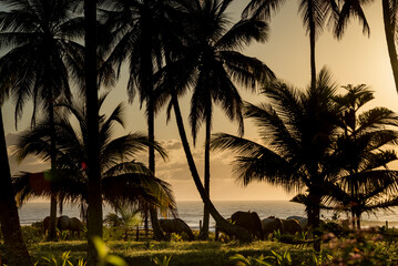 Quiet sunrise in a tropical beach with horses