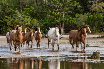 Obraz premium Herd of appaloosa horses running free on a brasilian beach