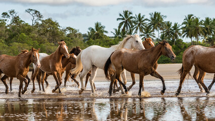 Herd of appaloosa horses running free on a brasilian beach