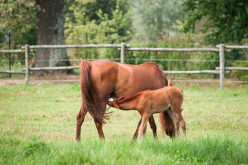 Arabian horse mare feeds her baby.