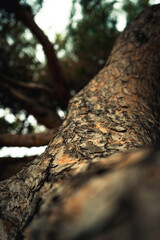 Hermosa y abstracta corteza de árbol viejo | Beautiful and abstract old tree bark