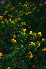 fondo de flores verdes y amarillas | background of green and yellow flowers.