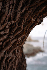 Hermosa y abstracta corteza de árbol viejo | Beautiful and abstract old tree bark
