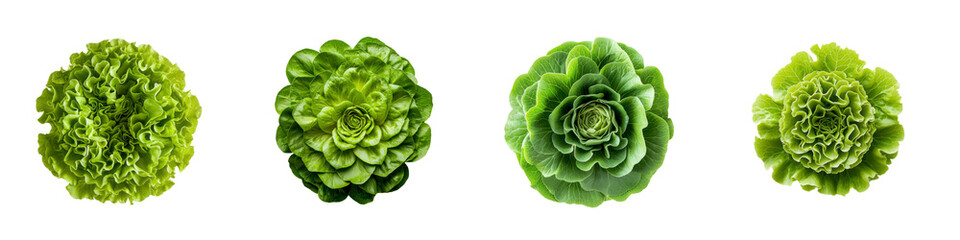 Fototapeta premium Set of Fresh Green Lettuce Varieties – Top View of Organic Salad Leaves on transparent background