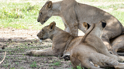 Fototapeta premium A peaceful scene of Serene Lions Resting in their Natural Habitat within the wild