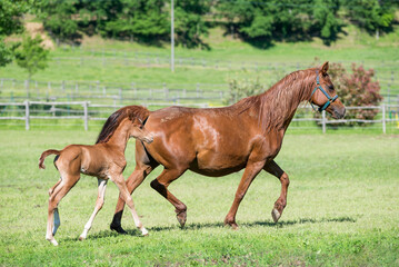 Fototapeta premium Arabian mare with filly run in a summer field