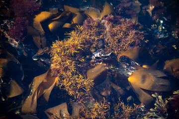 underwater scene with seaweed  © MarteJohannessen