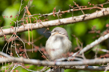 The northern mockingbird (Mimus polyglottos), bird commonly found in North America
