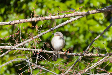 The northern mockingbird (Mimus polyglottos), bird commonly found in North America