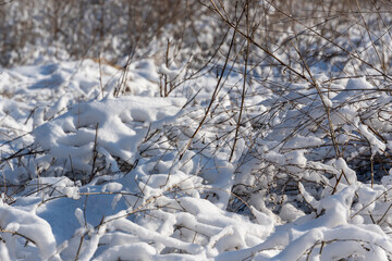 Dry Grass field on a hill covered in snow . Sunlight in winter background. Winter season landscape.