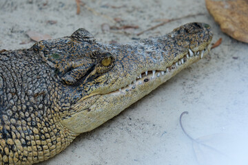close up of a crocodile