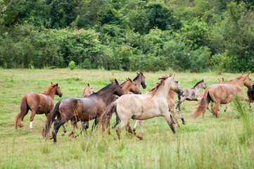 Fototapeta premium Campolina horses mares and foals running in a field in Brasil