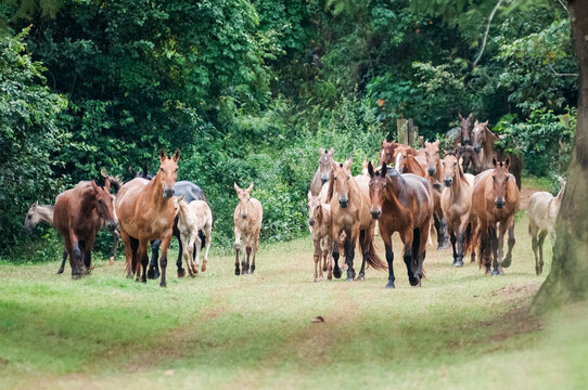 Herd of Campolina mares and foals
