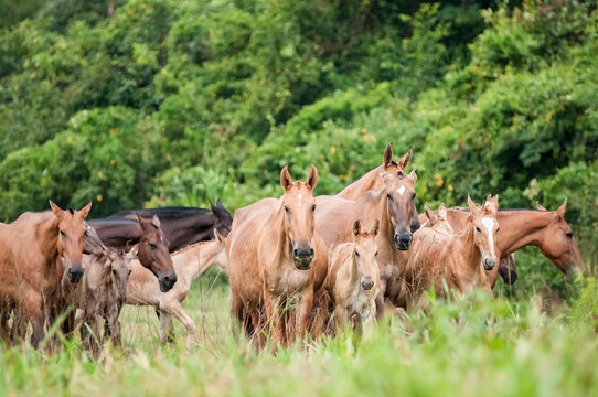 Herd of Campolina mares and foals