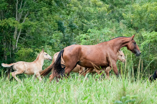 Campolina mares and foals