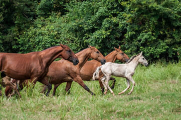 Campolina horses mares and foals running in a field in Brasil