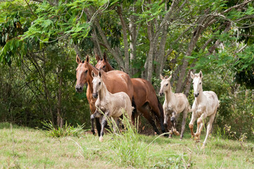 Campolina horses mares and foals running in a field in Brasil