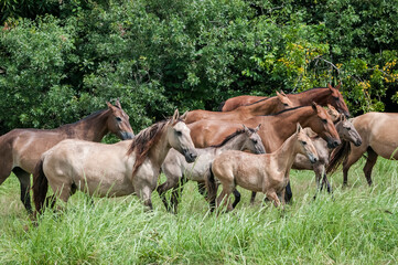Campolina horses mares and foals running in a field in Brasil