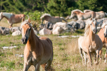 Portrait of a running Haflinger mare