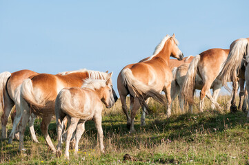 Herd of Haflinger in Italian mountains