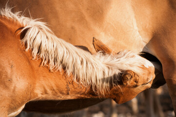 Haflinger foal feeding on a mare