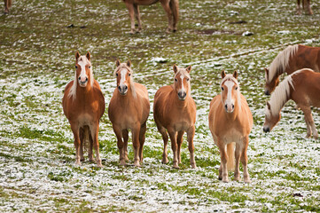 Four Haflinger mares in the snow in Italian Tyrol