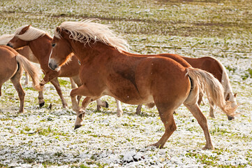 Haflinger mare gallopping in the snow