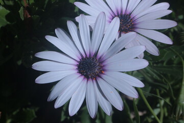 purple and white daisies