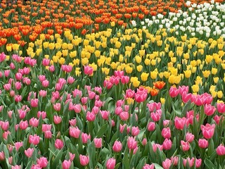 field of tulips