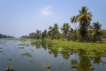 Obraz premium The banks of the backwaters in Alappuzha in Asia, India, Kerala, Alleppey, in summer, on a sunny day.