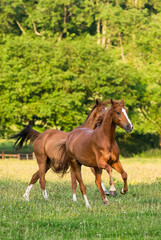 Group of chestnut horses in running in a field