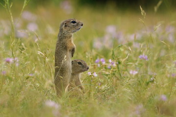 Two cute baby european ground squirrel pose on the flowering meadow. Spermophilus citellus 
