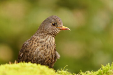 Turdus merula. Closeup portrait opf a female blacbird. A female blackbird in its nature habitat. 