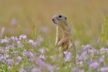 A cute baby european ground squirrel poses on the flowering meadow. Spermophilus citellus 
